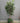 64884 Artificial Ficus Tree with Woven Basket