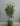 64884 Artificial Ficus Tree with Woven Basket