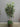 64884 Artificial Ficus Tree with Woven Basket