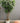 47923 Artificial Ficus Tree in White Planter