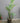 59935 Artificial Palm Plant with Woven Basket