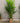 38563 Artificial Areca Palm Tree in Cardboard Planter