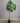 08699 Artificial Ficus Tree in Black Pot