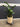 09417 Artificial Zamioculcas Plant in Decorative Pot
