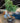 82302 Decorative Artificial Ficus Tree in Large Ceramic Pot