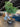 82302 Decorative Artificial Ficus Tree in Large Ceramic Pot