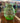 86354 Uranium Glass Pitcher