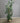 37498 Artificial Ficus Tree in Beige Planter